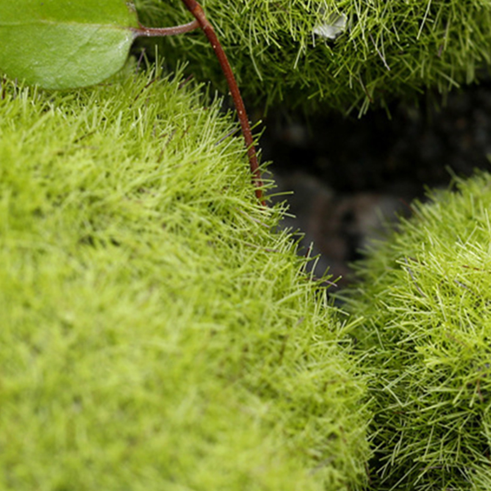 5Pcs Artificial Moss Stones Re - đánh giá và giá Bonsai Garden Layout