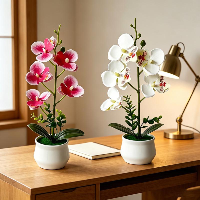 5 Flower Butterfly Orchid Simu - đánh giá và giá Bonsai Garden Layout